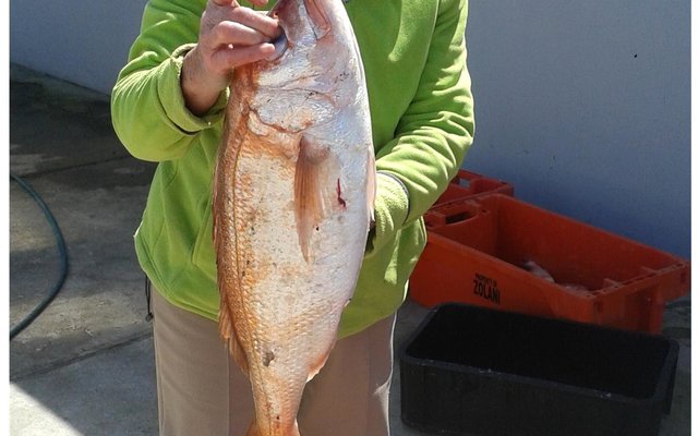 Woensdag het Dixie Walsh die manne lelik laat les opsê toe sy hierdie mooi silwervis van 3.25 kg. vanaf die boot Releks 2 gevang het. Dit sê sy, gaan beslis in haar “bragboek” ‘n ereplek kry. Mooi, so!